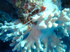 Chromodoris africana