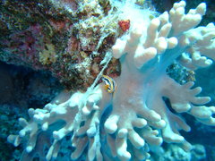Chromodoris africana