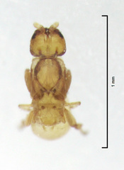 Eupristina verticillata