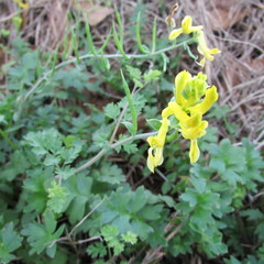 Corydalis micrantha