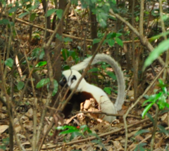 Propithecus coquereli