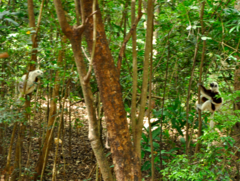 Propithecus coquereli