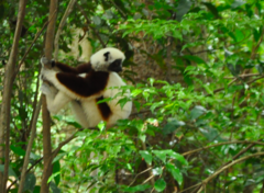 Propithecus coquereli