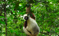 Propithecus coquereli