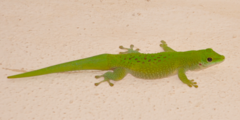 Phelsuma kochi