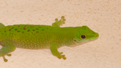 Phelsuma kochi