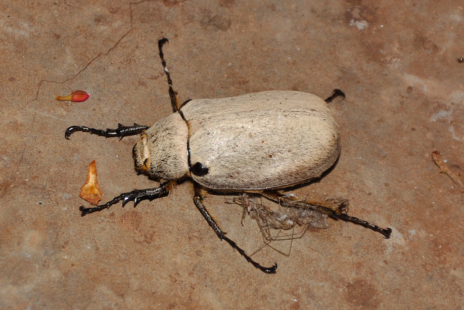 Tricholepis