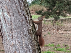Sciurus vulgaris