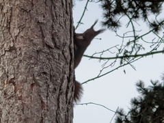 Sciurus vulgaris