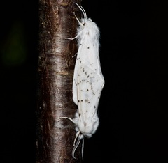 Spilosoma dubia