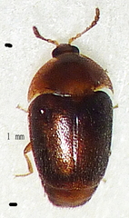 Corylophidae