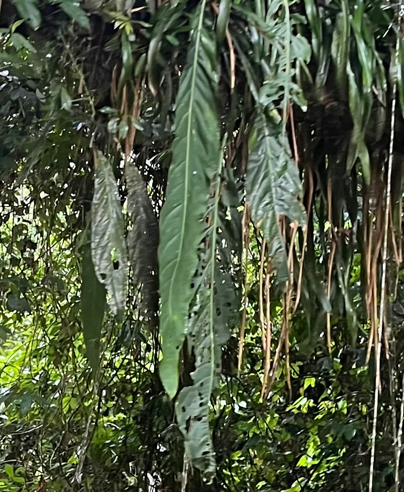 Anthurium pendulifolium 2