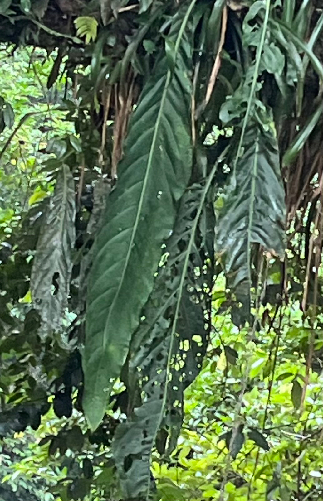Anthurium pendulifolium