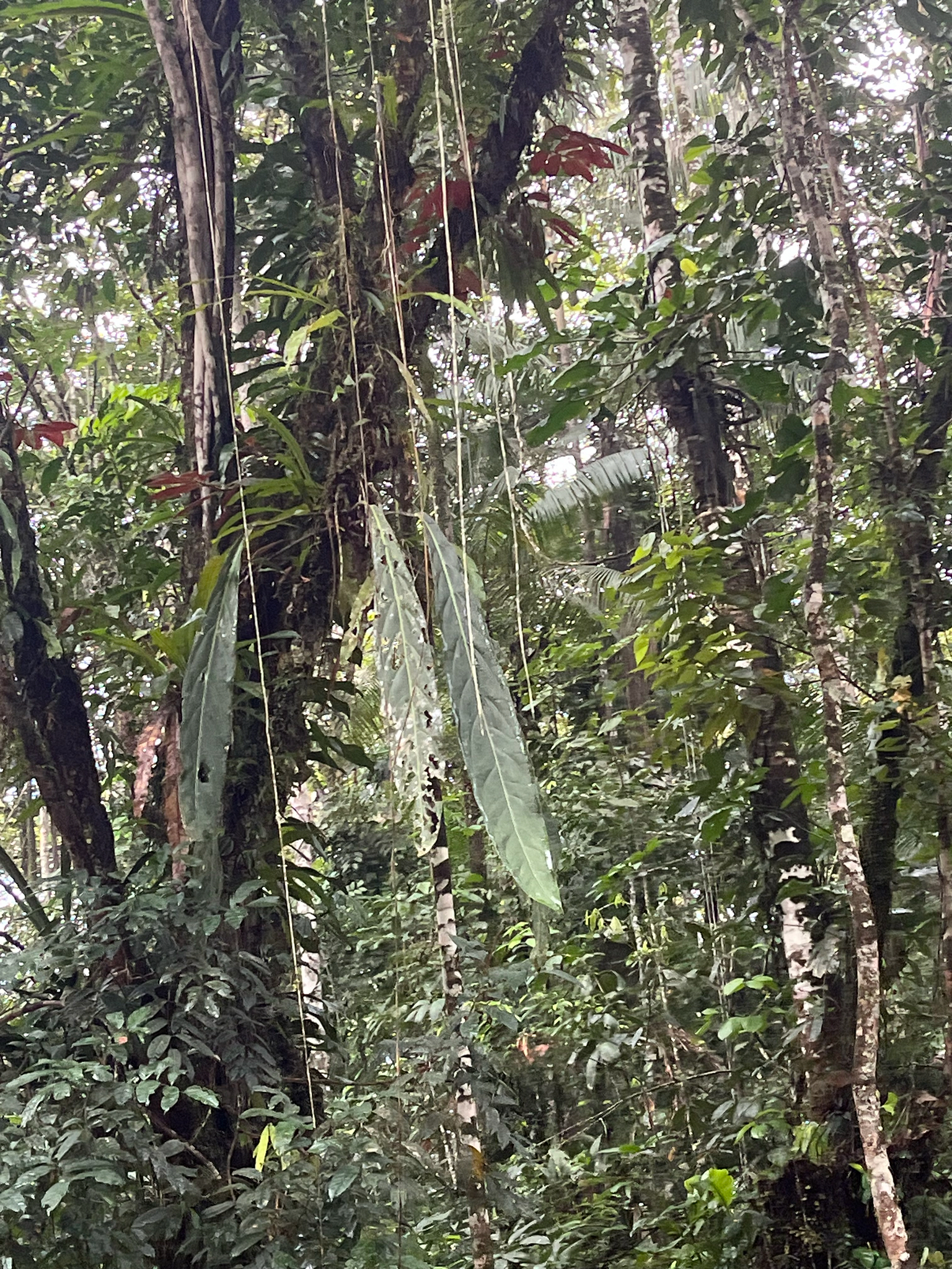 Anthurium pendulifolium 4