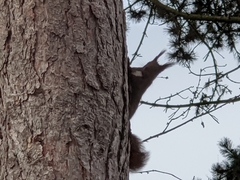 Sciurus vulgaris