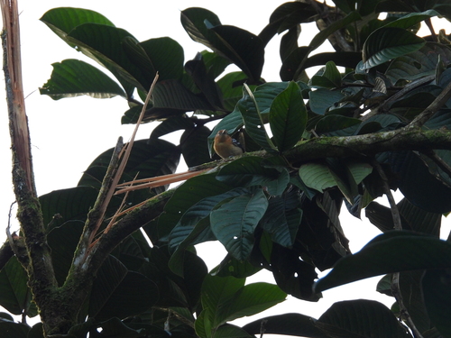 Pacific Antwren (Myrmotherula pacifica), photo 2