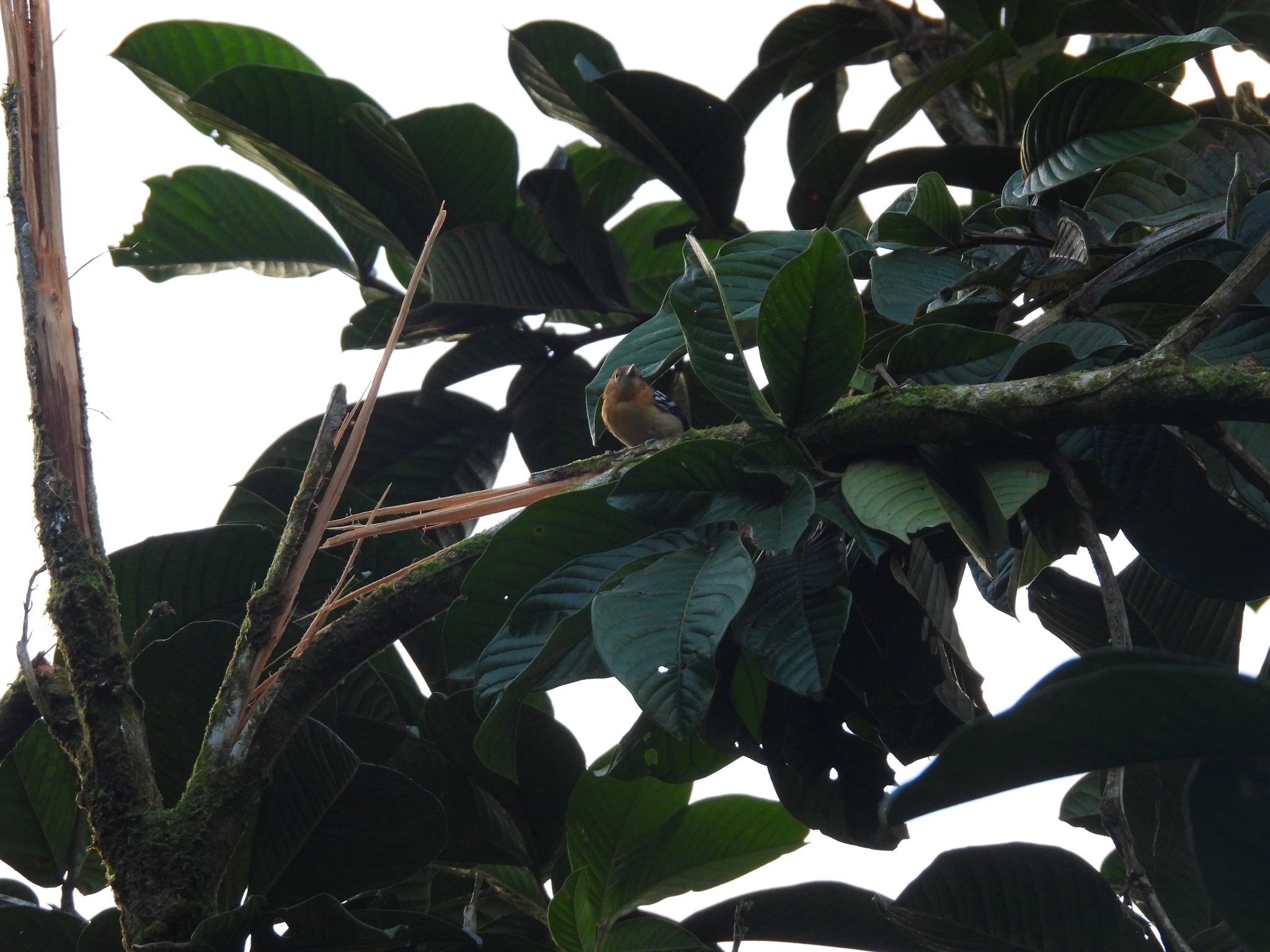 Pacific Antwren (Myrmotherula pacifica), photo 2