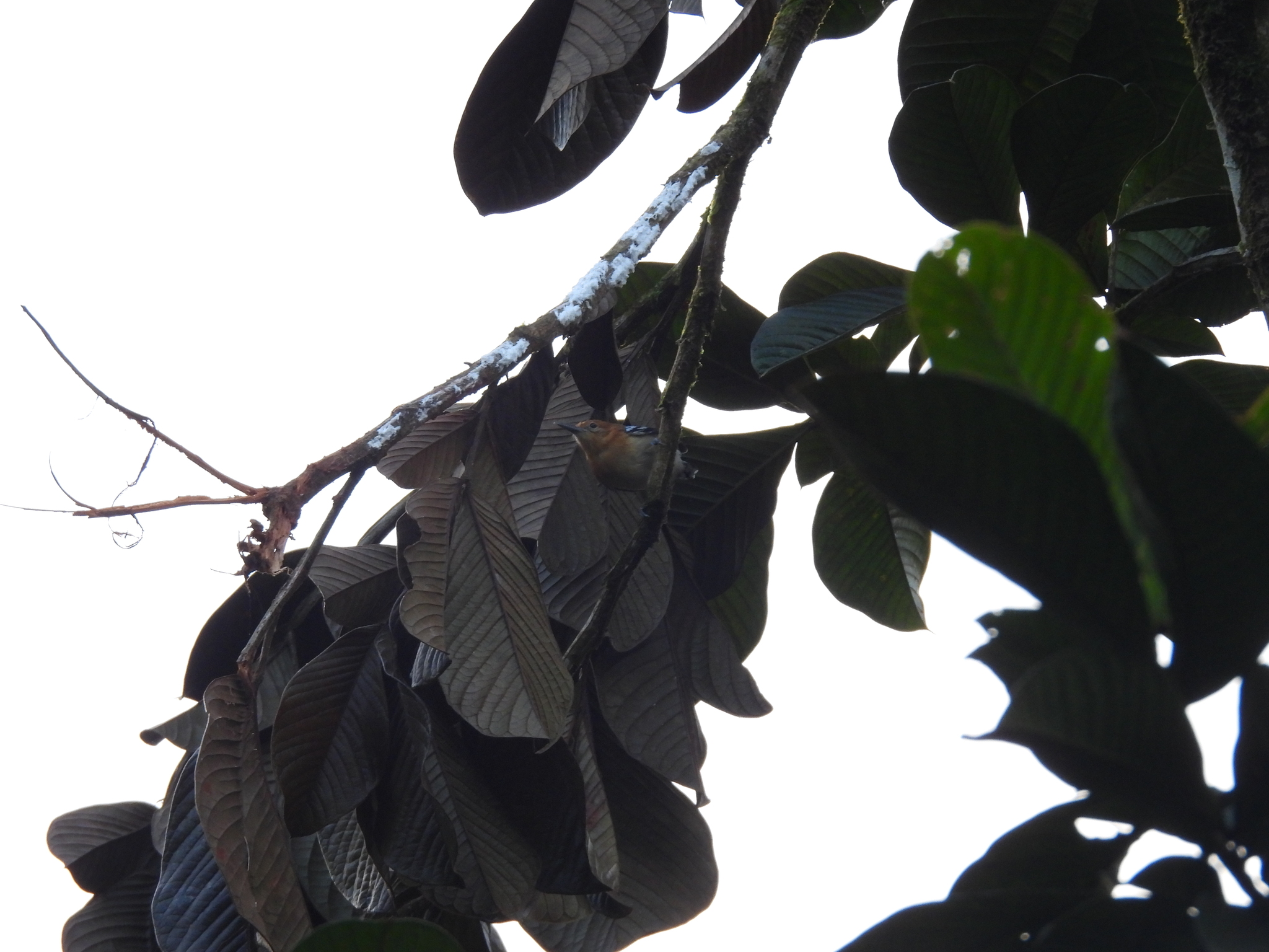 Pacific Antwren (Myrmotherula pacifica), photo 3