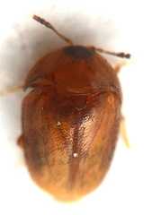 Corylophidae