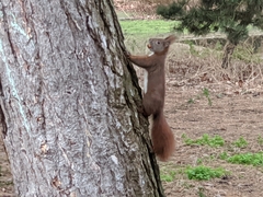 Sciurus vulgaris