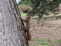 Sciurus vulgaris