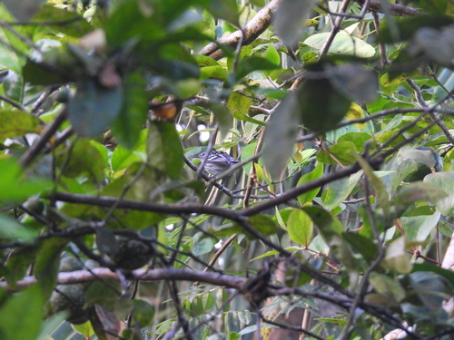 Pacific Antwren (Myrmotherula pacifica)