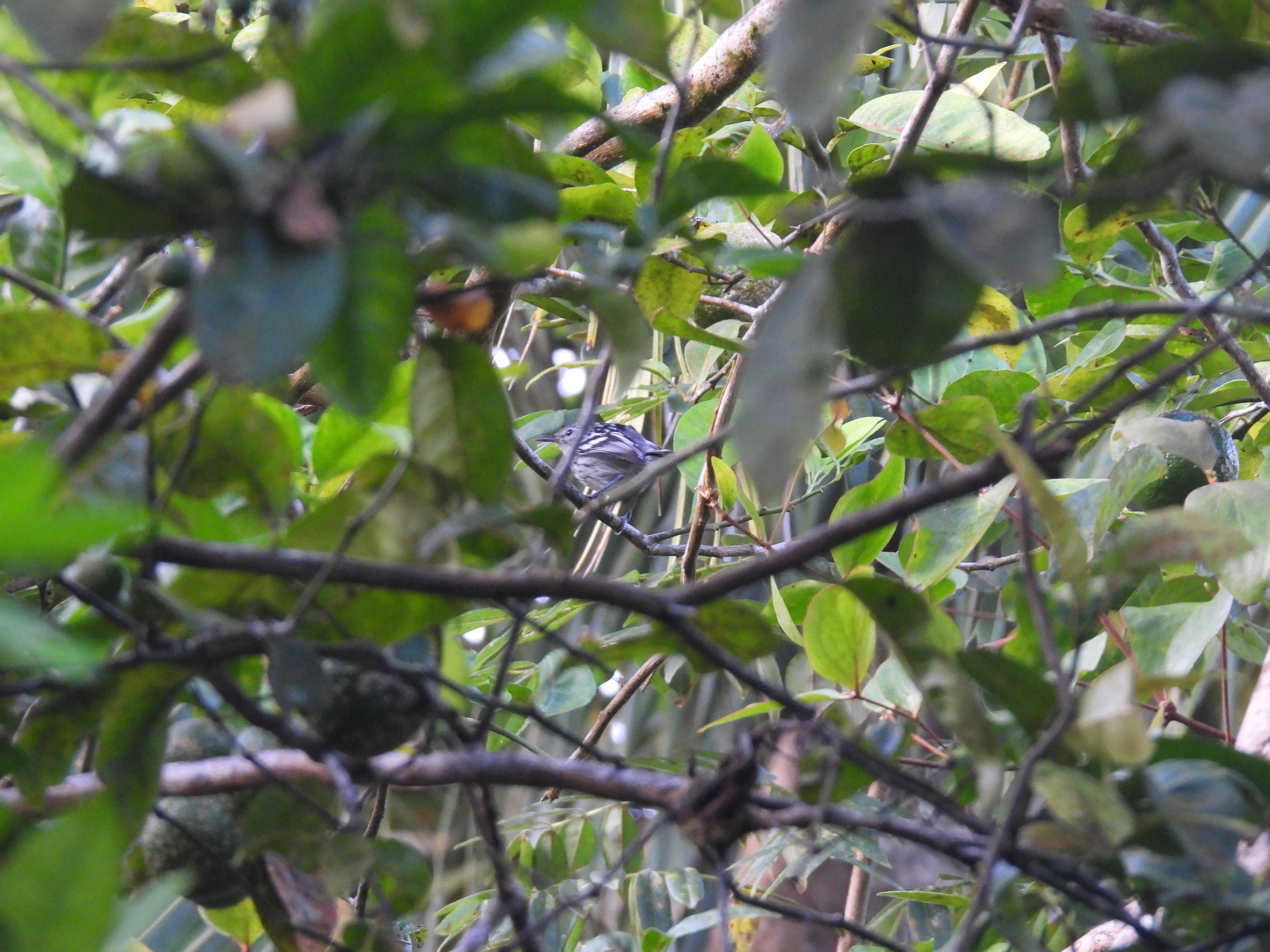 Pacific Antwren (Myrmotherula pacifica), photo 1
