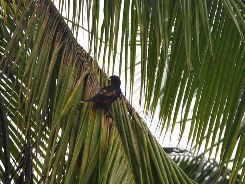Chestnut-headed Oropendola (Psarocolius wagleri), photo 5