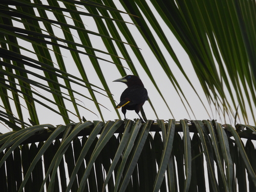Chestnut-headed Oropendola (Psarocolius wagleri), photo 10