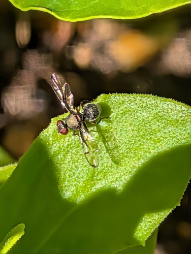 Unknown species found near Corona, CA, USA
