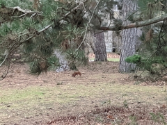 Sciurus vulgaris