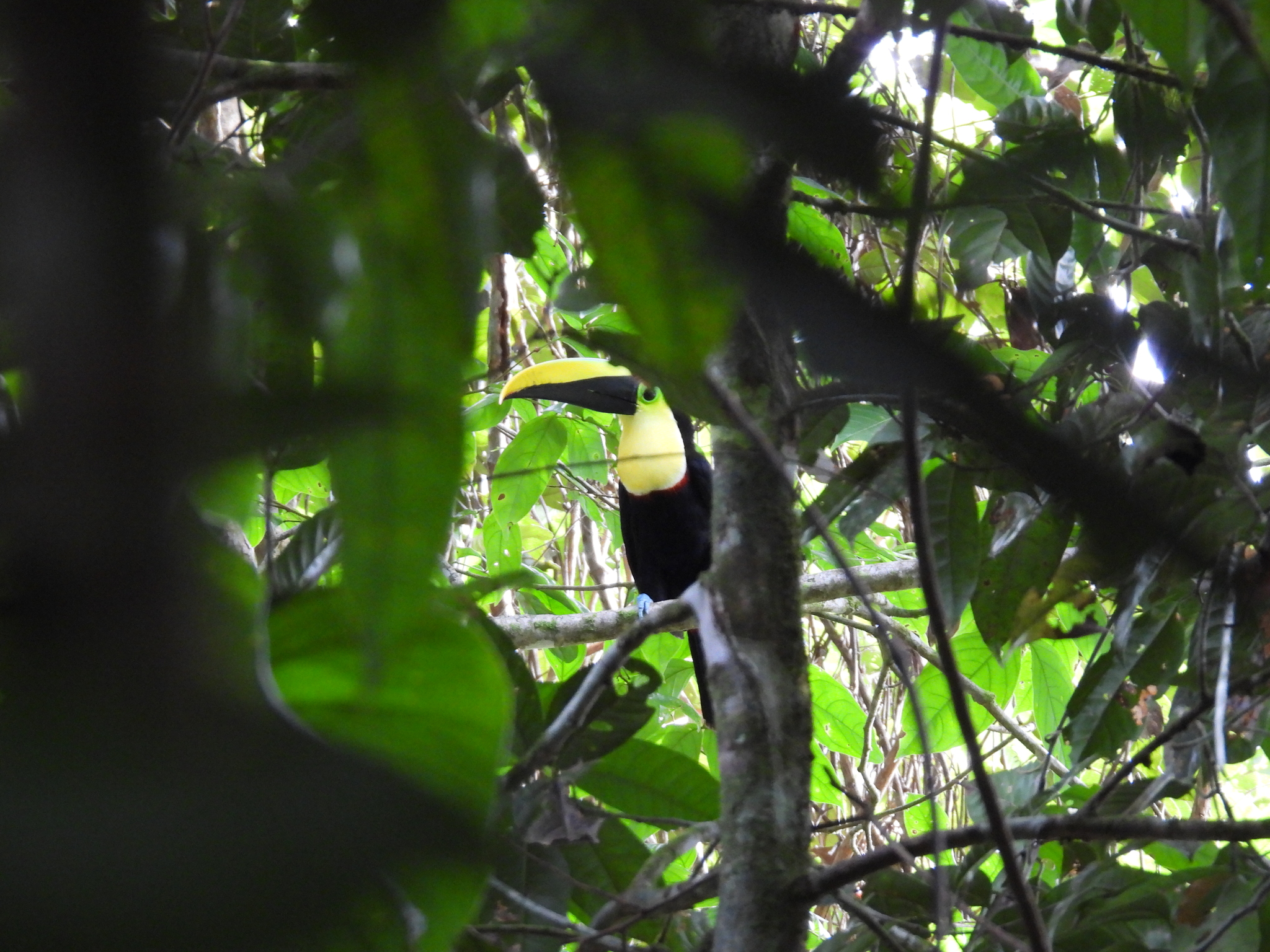 Choco Toucan (Ramphastos brevis), photo 3