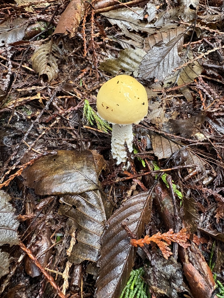 Stropharia ambigua · February 2026 · photo: © jerryn (iNaturalist, cc-by)