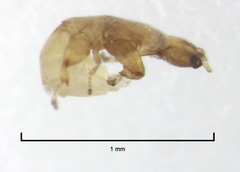 Eupristina verticillata