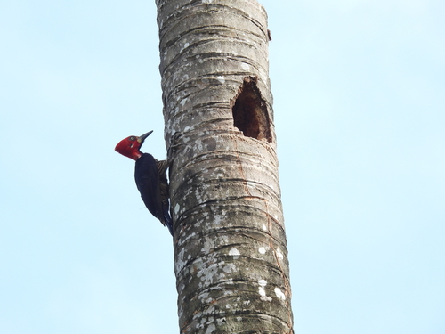 Crimson-crested Woodpecker (Campephilus melanoleucos), photo 6