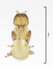 Eupristina verticillata