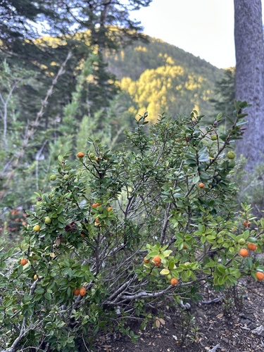 Myrceugenia chrysocarpa