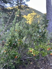 Myrceugenia chrysocarpa