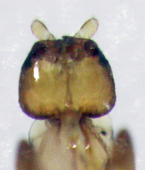 Eupristina verticillata