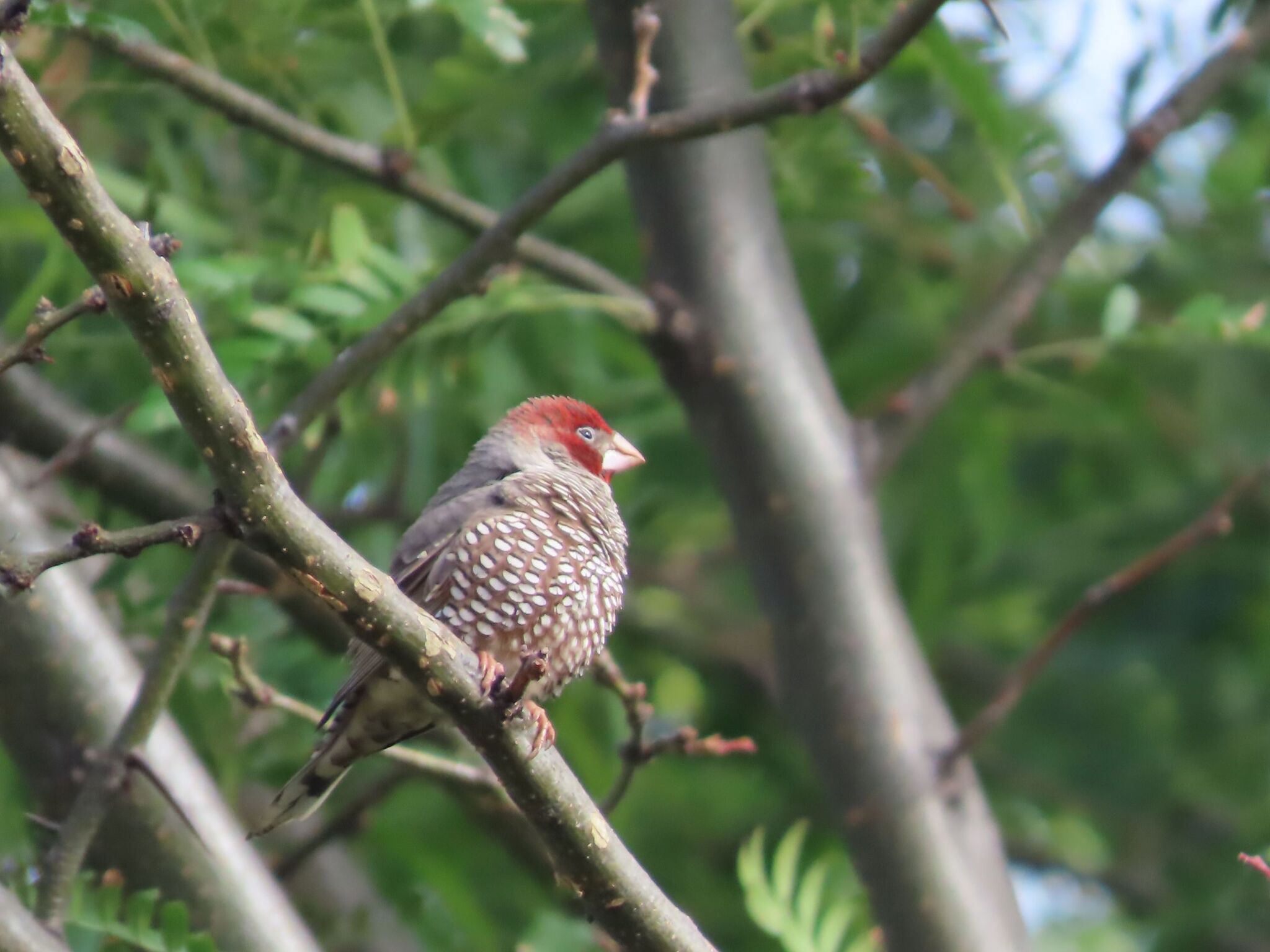 Red-headed Finch (Amadina erythrocephala), photo 2