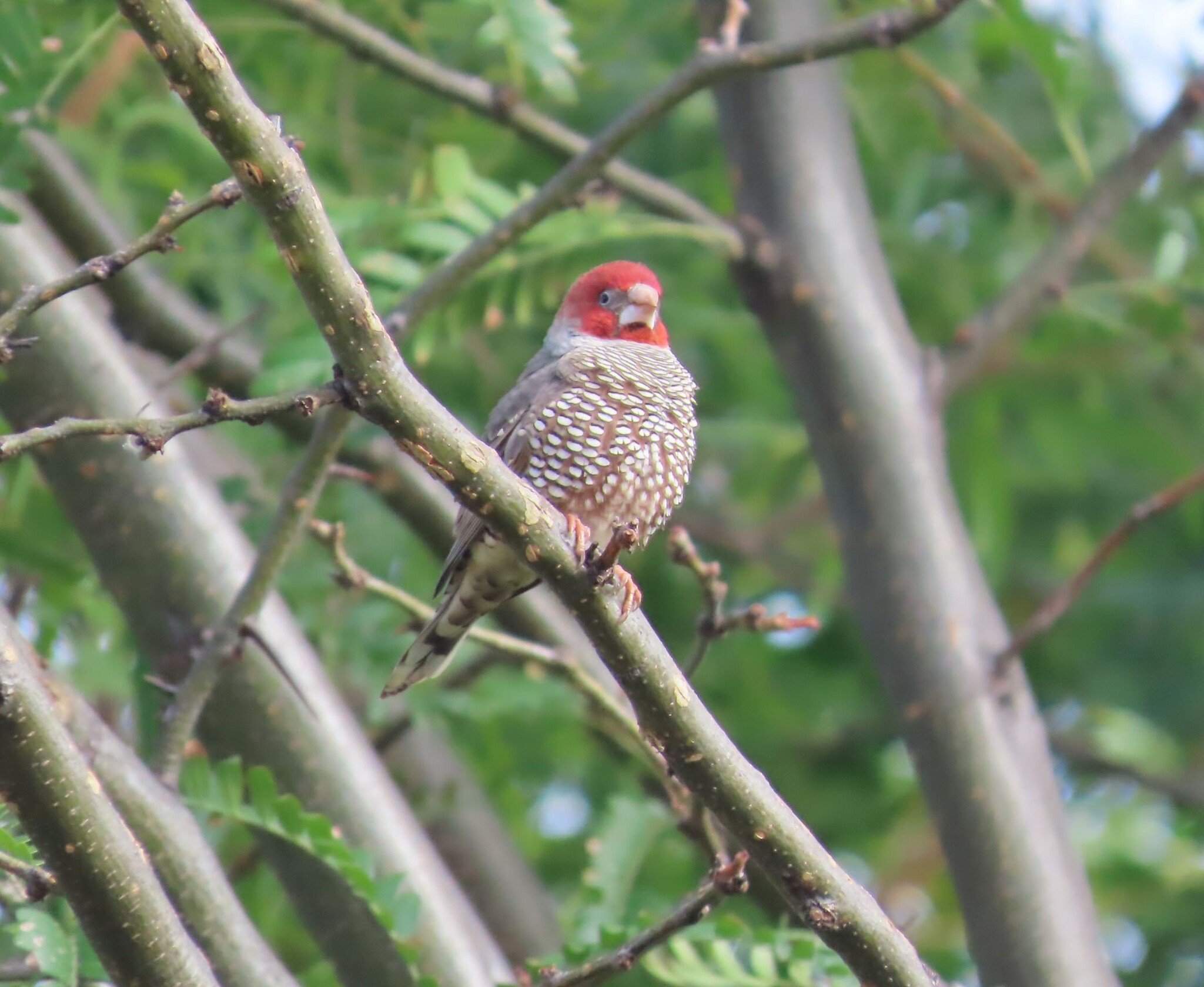Red-headed Finch (Amadina erythrocephala), photo 1