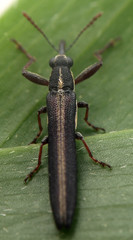 Belidae