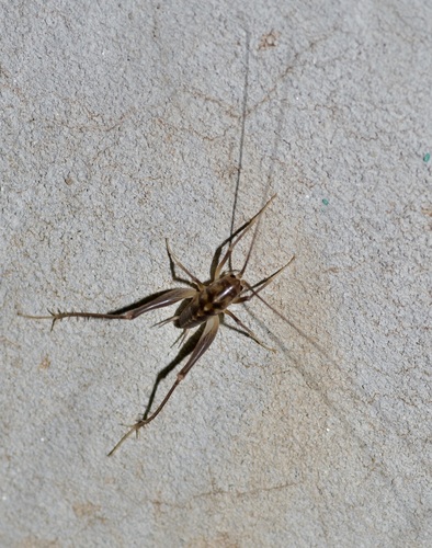 Texas Cave Cricket photo 3