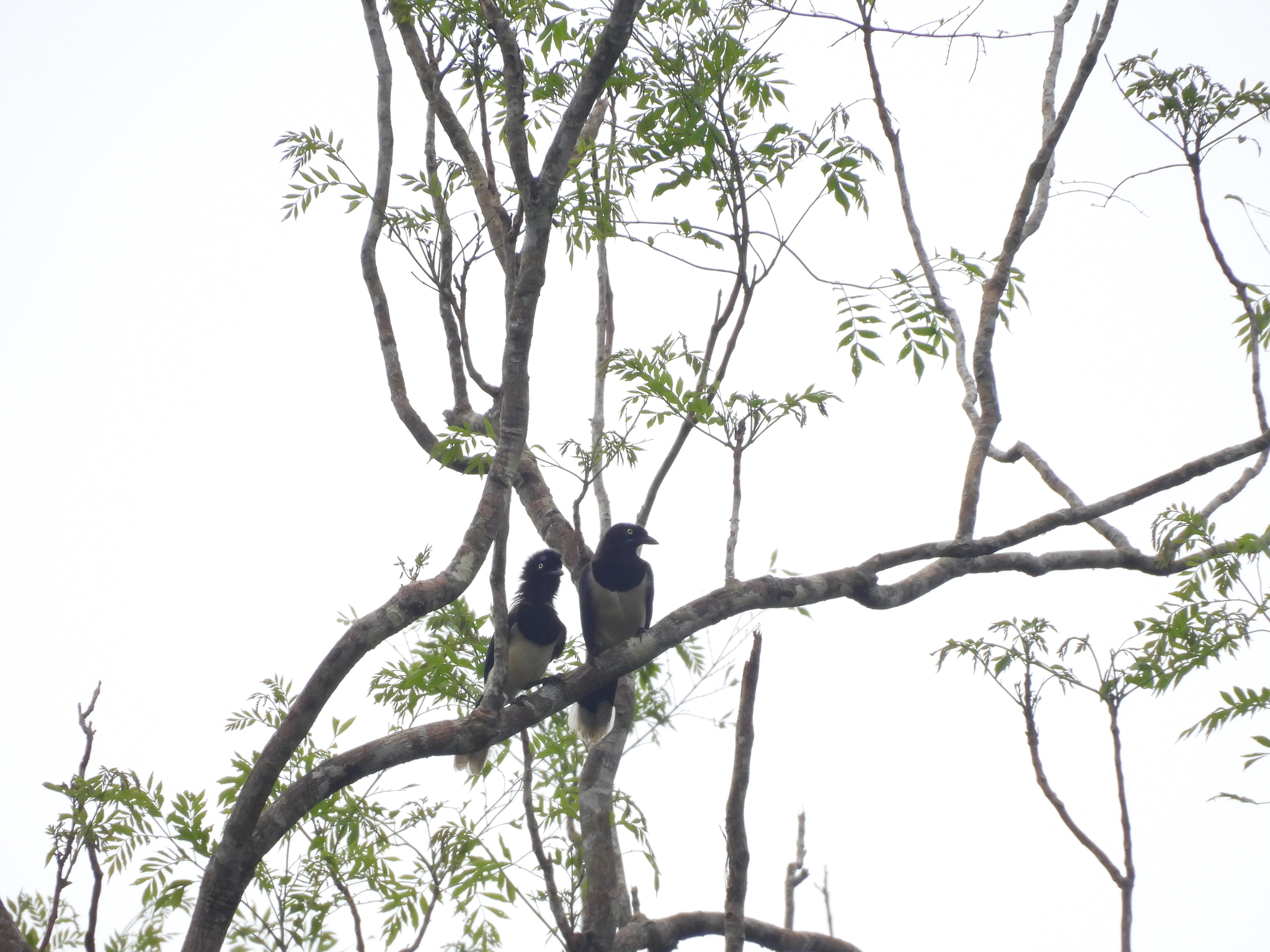 Black-chested Jay (Cyanocorax affinis), photo 8