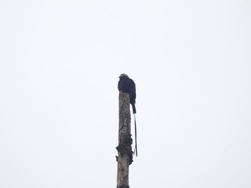 Long-tailed Tyrant (Colonia colonus), photo 8