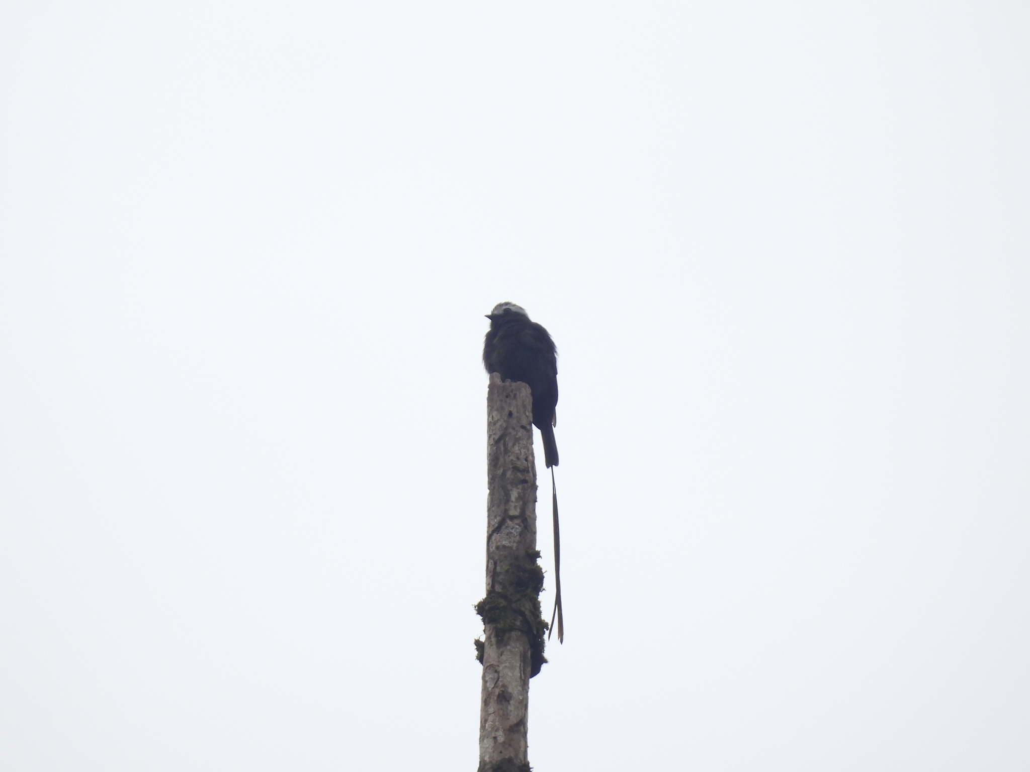 Long-tailed Tyrant (Colonia colonus), photo 8