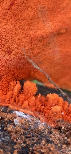 Southern Cinnabar Polypore