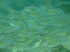Pomadasys taeniatus