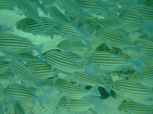 Striped grunter (Pomadasys taeniatus) — Haemulidae — 3