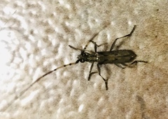 Didymocantha obliqua